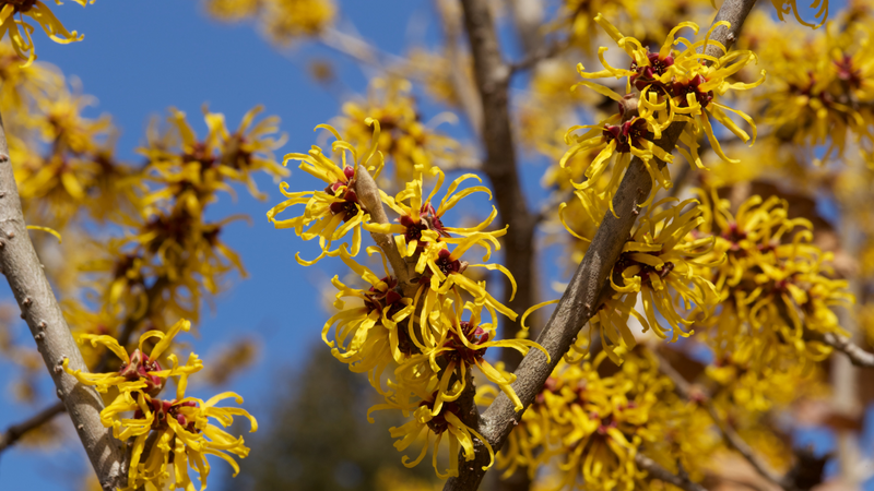Witch Hazel Oil
