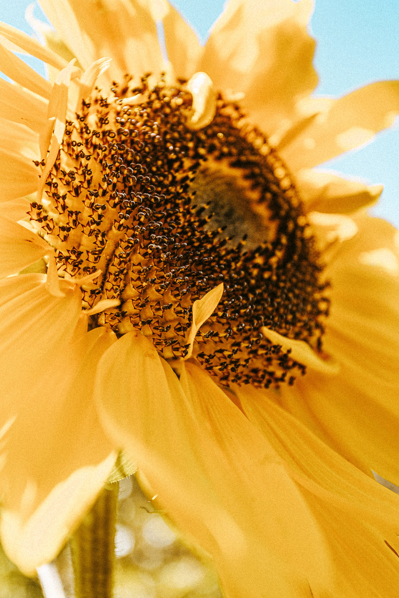 Sunflower Lecithin